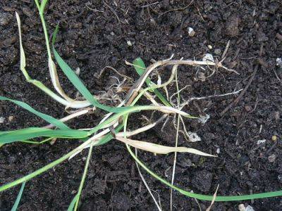 Couch Grass Treatment & Cures - gardenerstips.co.uk