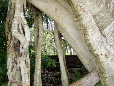 Moreton Bay Fig – Root & Branch Review - gardenerstips.co.uk