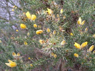 Gorse with Spines and Prickles is a Weed - gardenerstips.co.uk - Britain