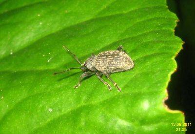 Control and Treatment of Vine Weevils - gardenerstips.co.uk - Usa