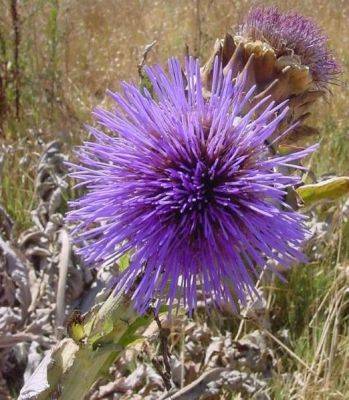 Cardoons Thistle be a good Plant - gardenerstips.co.uk