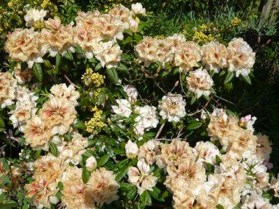 Rhododendrons and the Danger of Frost. - gardenerstips.co.uk - Usa
