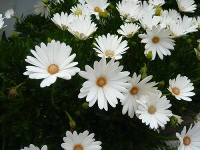 Growing Marguerites – Argyranthemum - gardenerstips.co.uk