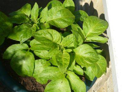 Grow Early New Potatoes - gardenerstips.co.uk