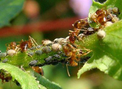 Ant Pest Control in the Garden - gardenerstips.co.uk - county Garden