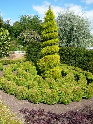Spiral and Cloud Pruning - gardenerstips.co.uk