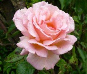 Autumn Backend Roses - gardenerstips.co.uk