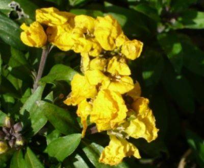 Rose or Wallflower? - gardenerstips.co.uk - Britain