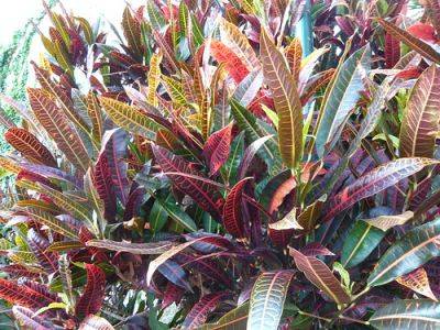 Codiaeum Technicolour Plants - gardenerstips.co.uk