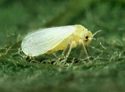 White Fly Infestations - gardenerstips.co.uk
