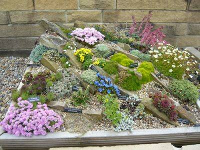 Rockery Plants in a Rock Box - gardenerstips.co.uk - county Garden