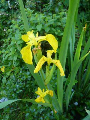Help Growing Flag Iris - gardenerstips.co.uk