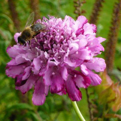 Summer Insects - gardenerstips.co.uk