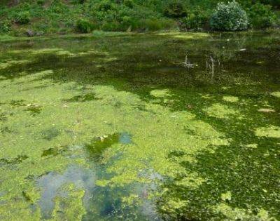 Summer Pond Care - gardenerstips.co.uk