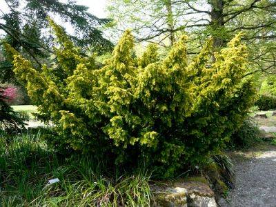 Yew – Root and Branch Review - gardenerstips.co.uk - Britain
