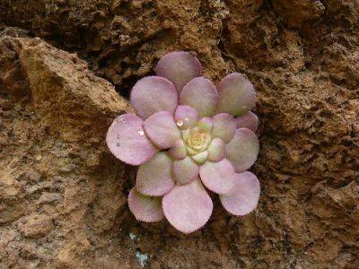 Succulent Rosette Rock Plants - gardenerstips.co.uk - Australia