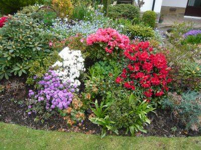 In Praise of Rhododendrons - gardenerstips.co.uk