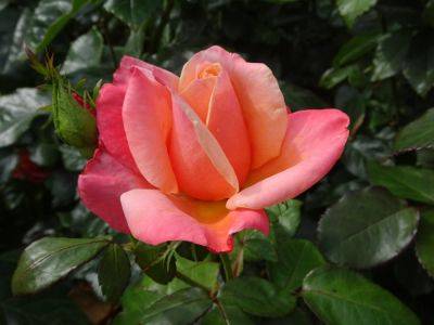 Rose Year 2018 - gardenerstips.co.uk - Britain