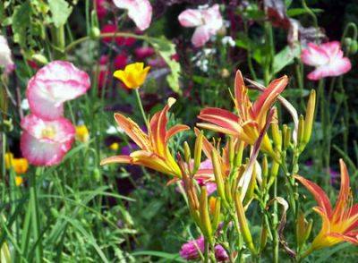 The Joy of Gardening - gardenerstips.co.uk