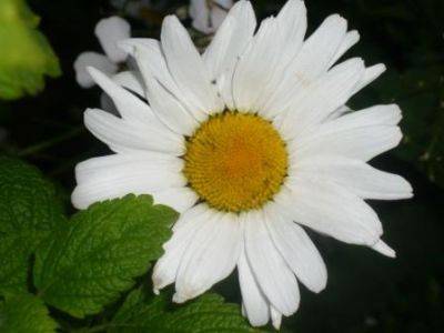 Daisy Daises a 20,000 Strong Family - gardenerstips.co.uk