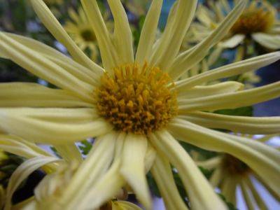 Single Chrysanthemum Action - gardenerstips.co.uk