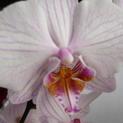 More Phalaenopsis Moth Orchids - gardenerstips.co.uk