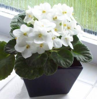 Easy African Violet Care – Saintpaulia - gardenerstips.co.uk