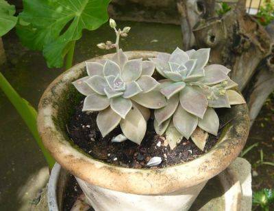 Repotting Shrubs and Pot Plants - gardenerstips.co.uk
