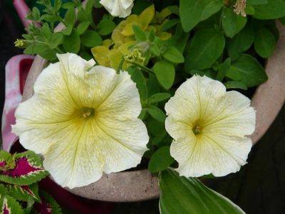 Lemon Scented Petunias - gardenerstips.co.uk