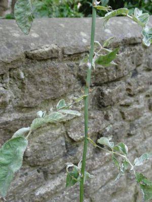 Mildew on Oxford Roses - gardenerstips.co.uk