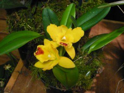 Orchid Tips and Photos - gardenerstips.co.uk - Britain