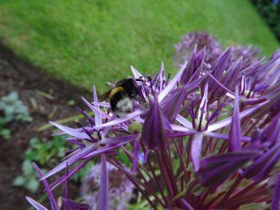 Beat Garden Blues and Bee Happy - gardenerstips.co.uk