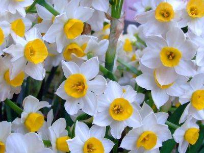 Tips for Growing Tazetta Miniature Daffodils - gardenerstips.co.uk - China