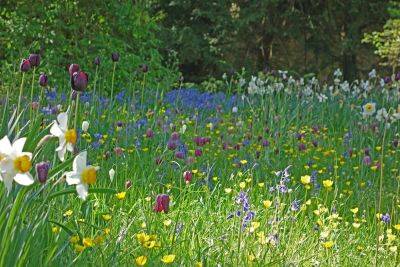 Artistic Gardeners Meadow Vista - gardenerstips.co.uk
