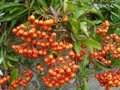 Firethorn or Pyracantha For Berries - gardenerstips.co.uk