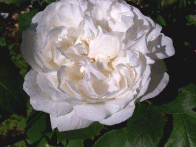 Aesthetic Appreciation of White Flowers - gardenerstips.co.uk - Britain