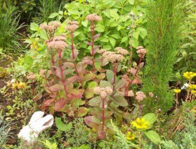 Sedum Ice Plants for Autumn - gardenerstips.co.uk