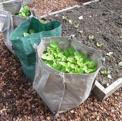 Tips for Potatoes in Sacks - gardenerstips.co.uk