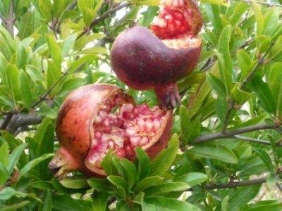 Chestnuts & Pomegranate in Climate Change - gardenerstips.co.uk - Britain
