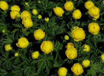Grow Ranunculaceae Buttercup Family From Seed - gardenerstips.co.uk