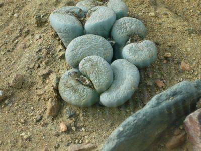 Living Stones – Growing Lithope - gardenerstips.co.uk