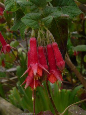 Overwintering Fuchsias - gardenerstips.co.uk