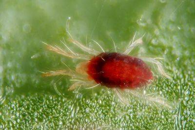 Red Spider Mite Problems - gardenerstips.co.uk