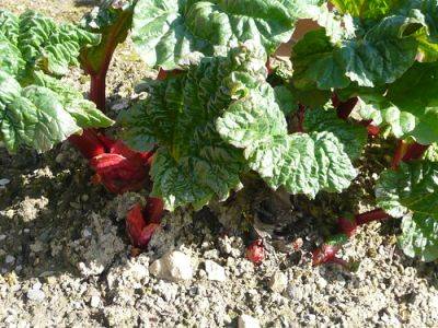 Rhubarb All the Talk at a Local Society - gardenerstips.co.uk