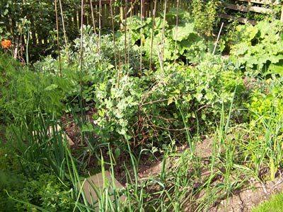 Growing Organic Vegetables Best Tips - gardenerstips.co.uk