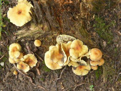 Autumn Fungus and Fairy Ring Tips - gardenerstips.co.uk