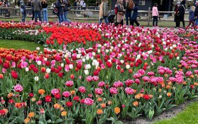 As Seen at Keukenhof - Get the Look - jparkers.co.uk