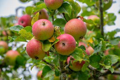 How to summer prune apple trees - theenglishgarden.co.uk