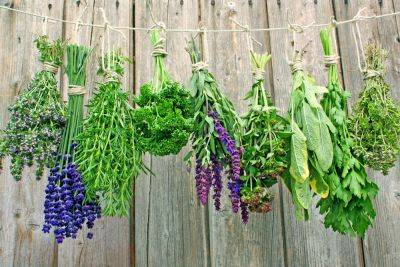 Herbs to grow & sow this summer - theenglishgarden.co.uk - France