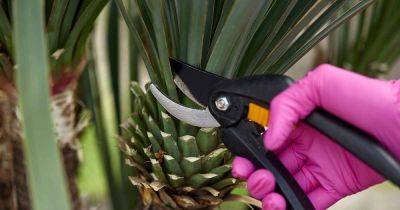When and How to Prune a Yucca Plant - gardenerspath.com